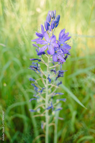 Camas flower photo