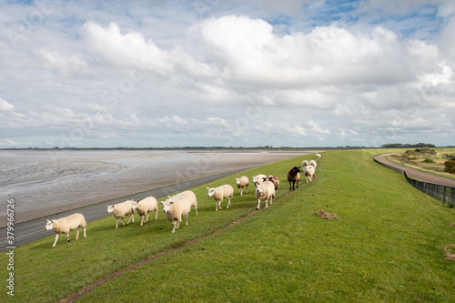 Sheep on the dike near the Wadden Sea in the Groningen landscape near the lauwersmeer area, the Netherlands