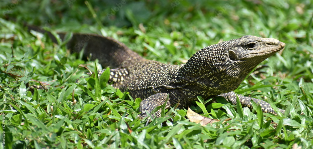 Large monitor lizard on grass in a park in Penang, Malaysia Large monitor lizard on grass in a park in Penang, Malaysia
