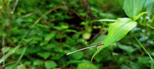dragonfly on grass © Bipin