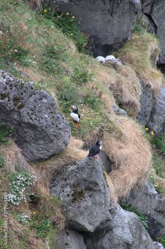 Puffin colony on Tjörnes peninsula in  the North o Iceland at diamond circle photo