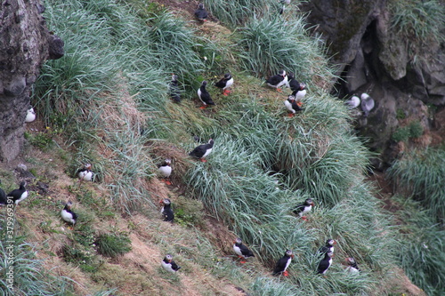 Puffin colony on Tjörnes peninsula in  the North o Iceland at diamond circle photo