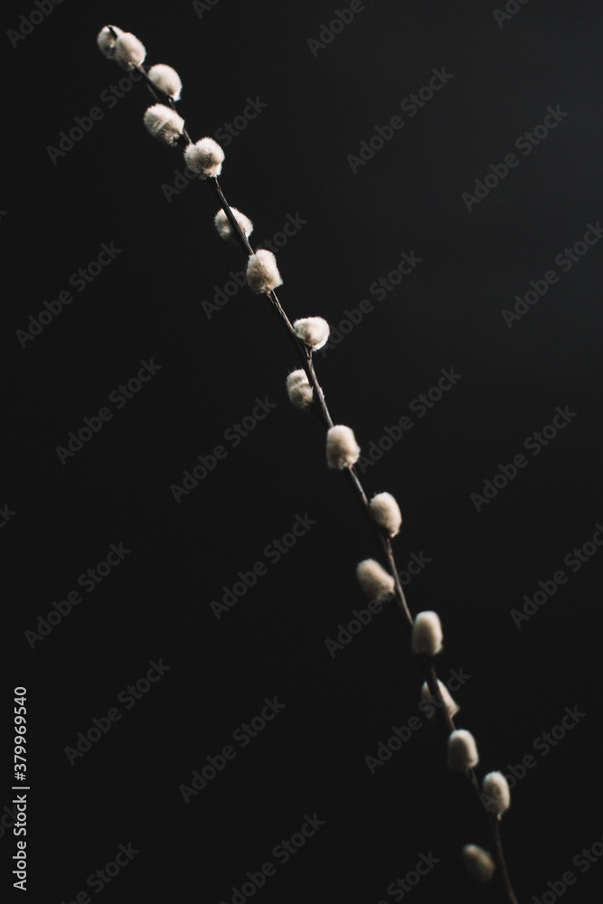 Herbarium, pussies, bouquet on a black background. Studio color art photography of exotic plants and flowers. Herbarium, pussies, bouquet on a black background. Studio color art photography of exotic plants and flowers.