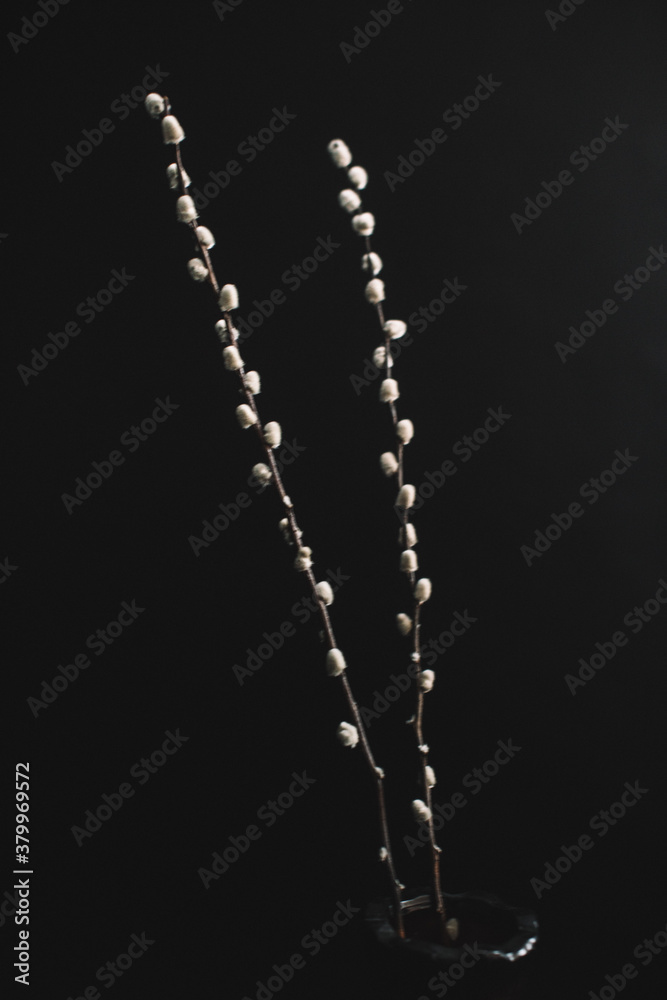 Herbarium, pussies, bouquet on a black background. Studio color art photography of exotic plants and flowers. Herbarium, pussies, bouquet on a black background. Studio color art photography of exotic plants and flowers.