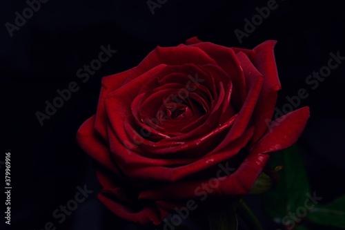 Close view of a big red rose in the dark