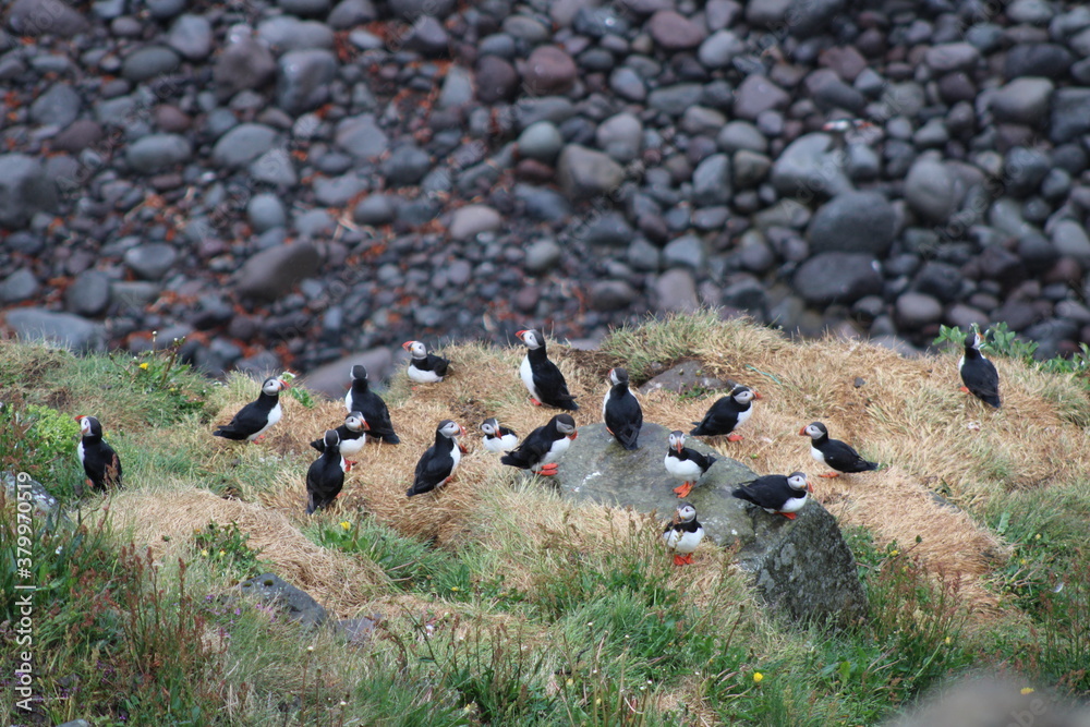 Puffin colony on Tjörnes peninsula in the North o Iceland at diamond circle Puffin colony on Tjörnes peninsula in the North o Iceland at diamond circle