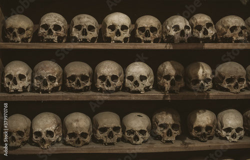 many skulls laying on wooden shelf photo