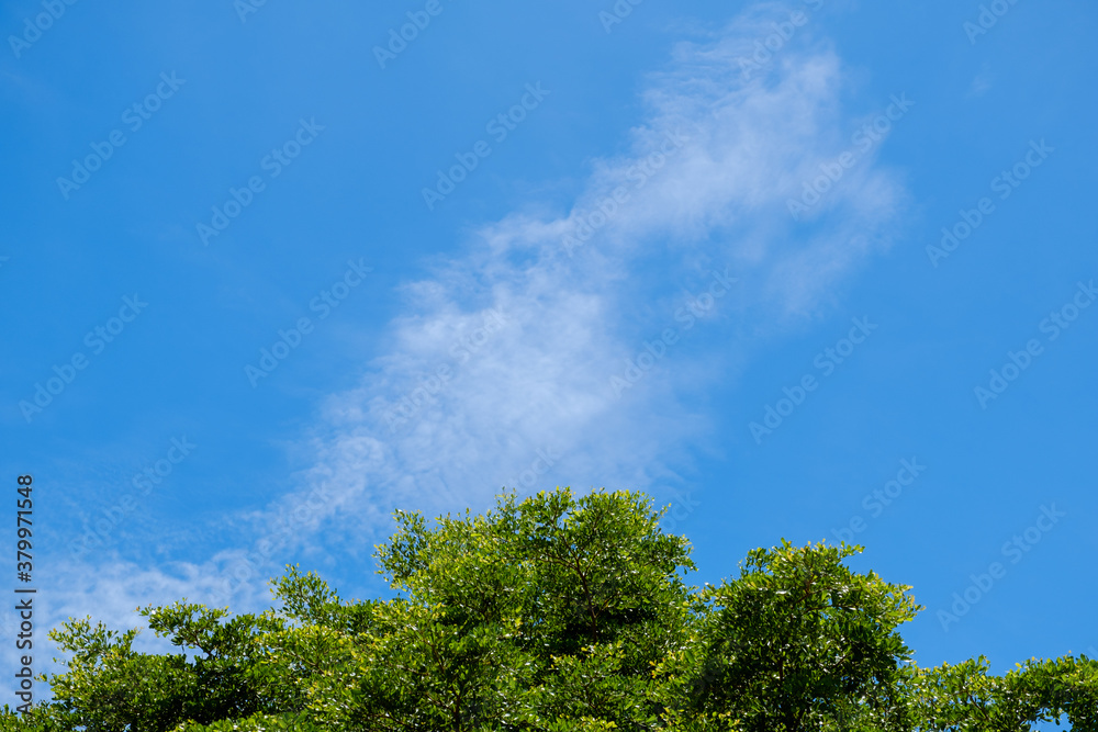 Green Treetop against with blue sky and cloud background.