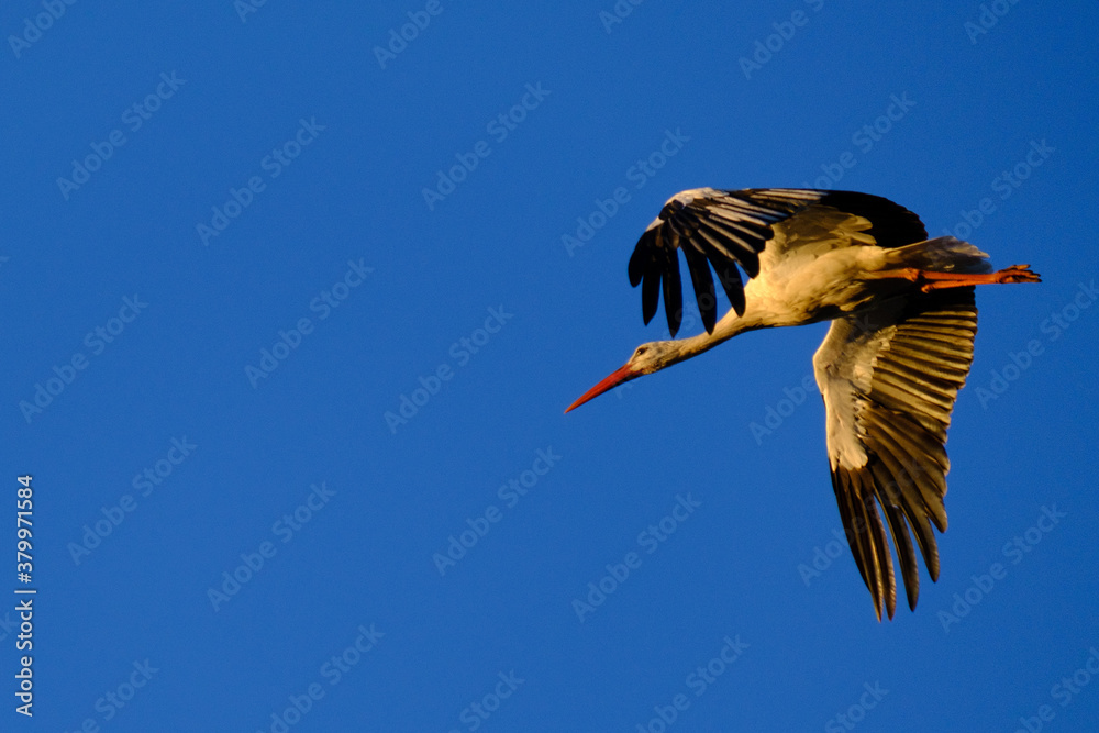 Obraz premium Stork flying