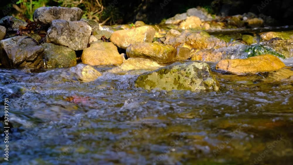 forest river in spring time 