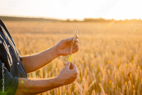 Beautiful wheat ears in man`s hands. Harvest concept. Sunlight at wheat field. Ears of yellow wheat. Close up nature photo. Idea of rich harvest. photo
