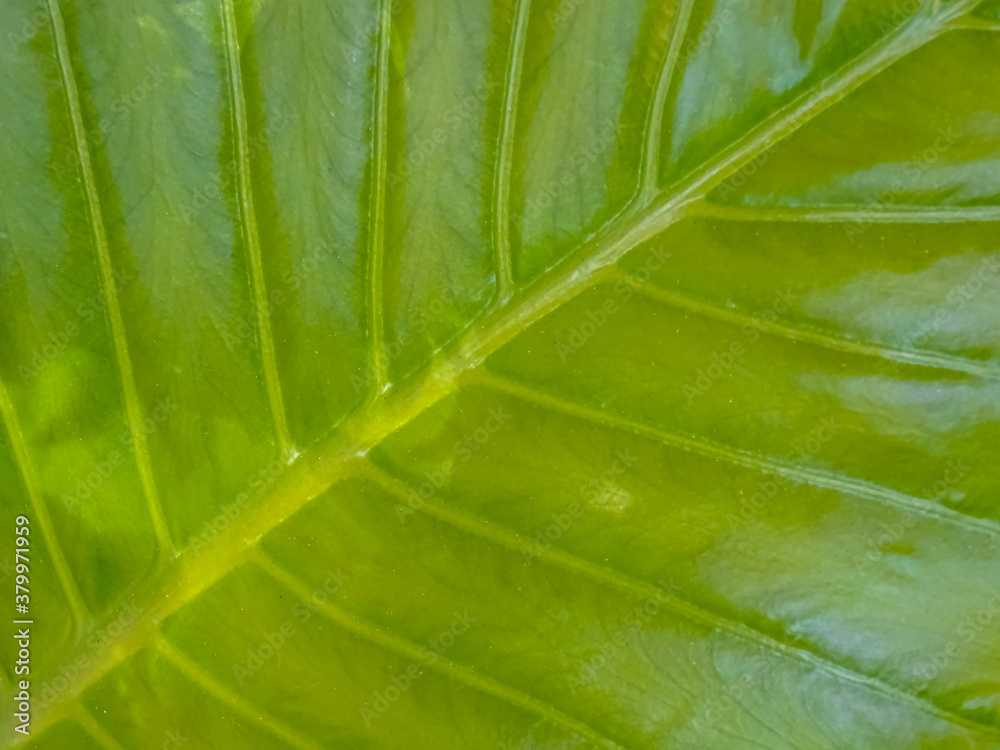 Feuille de plante verte exotique. Feuille de plante verte exotique.