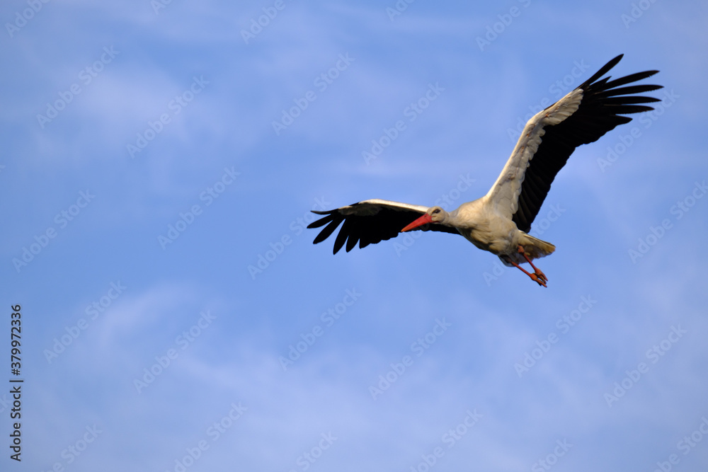 Obraz premium Stork
