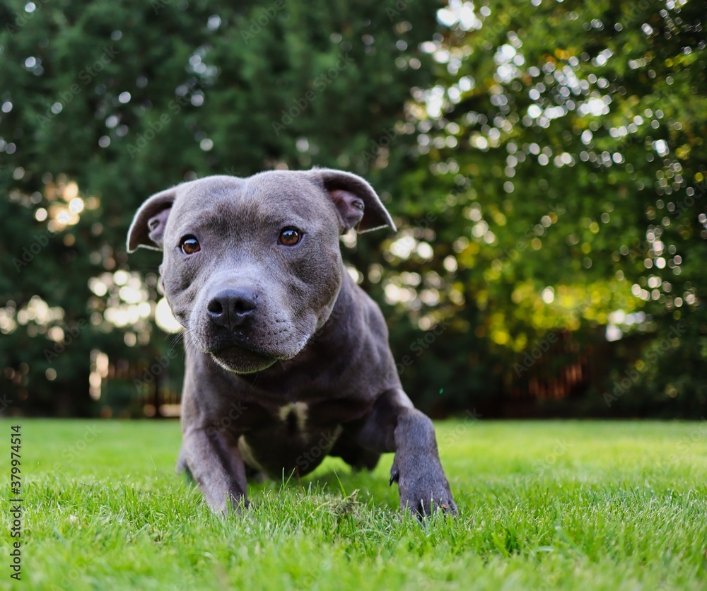 Blue staffy cheap terrier