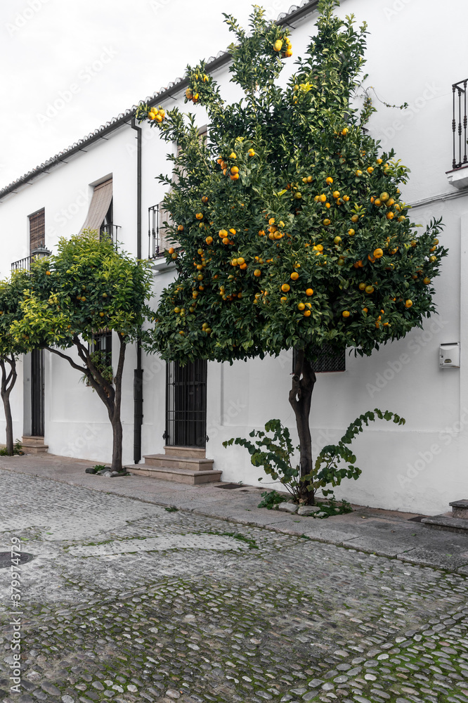The orange trees in the street The orange trees in the street