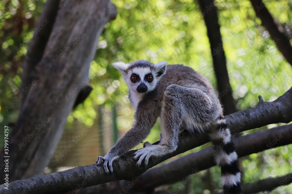 Naklejka premium Young Lemur Crouches on Tree Branch in Zoo Park. The Ring-Tailed Lemur (Lemur Catta) is a Large Strepsirrhine Primate with Black and White Ringed Tail. 