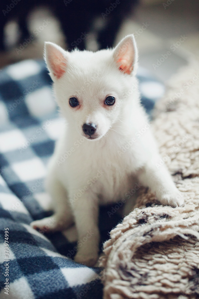 White spitz puppy dog sitting on soft kennel White spitz puppy dog sitting on soft kennel