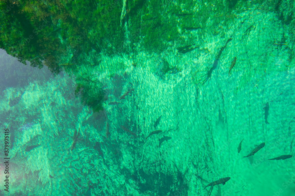 Obraz premium Crystal Clear and vivid colors spring water of Kitch-iti-kipi, the Big Spring at Palms Book State Park in Michigan upper peninsula