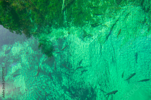 Crystal Clear and vivid colors spring water of Kitch-iti-kipi, the Big Spring at Palms Book State Park in Michigan upper peninsula