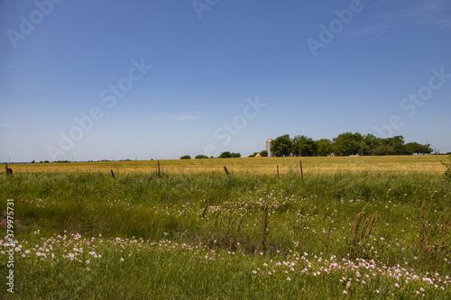 Morning Glory flowers field and farmland