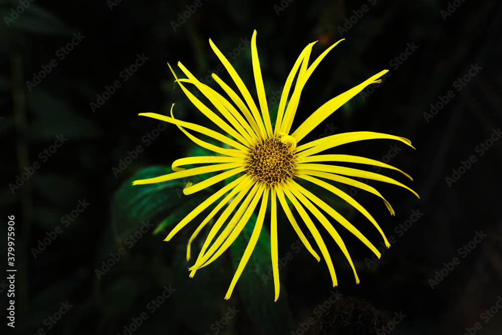 Close-up of Doronicum Orientale or Leopard's Bane flower on black background. Doronicum Orientale has daisy-like yellow flower heads on long, straight stems, which attract nectar-eating insects. Close-up of Doronicum Orientale or Leopard's Bane flower on black background. Doronicum Orientale has daisy-like yellow flower heads on long, straight stems, which attract nectar-eating insects.
