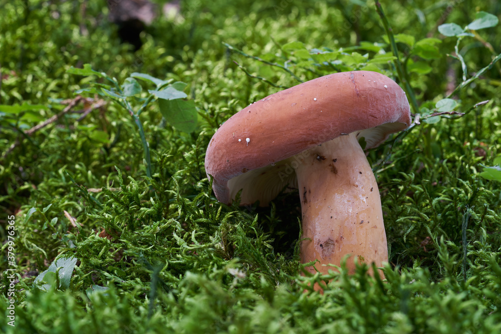 Edible mushroom Lactifluus volemus in the wet spruce forest. Known as Fishy Milkcap. Wild yellow brown singe mushroom growing in the moss. Edible mushroom Lactifluus volemus in the wet spruce forest. Known as Fishy Milkcap. Wild yellow brown singe mushroom growing in the moss.