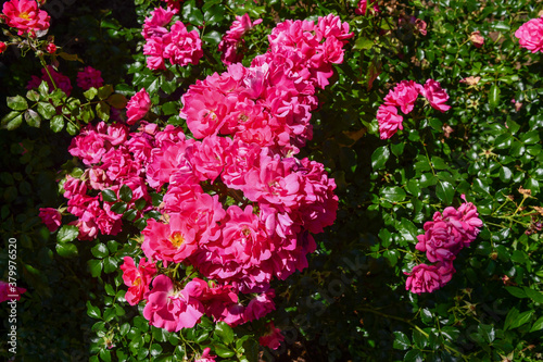Schilderij op canvas Close-up of a Heidetraum shrub rose, a beautiful and repeat-flowering rose with fuchsia blooms; the shrub grows to a height of 60-70 cm and is suitable to create low rosebushes or borders