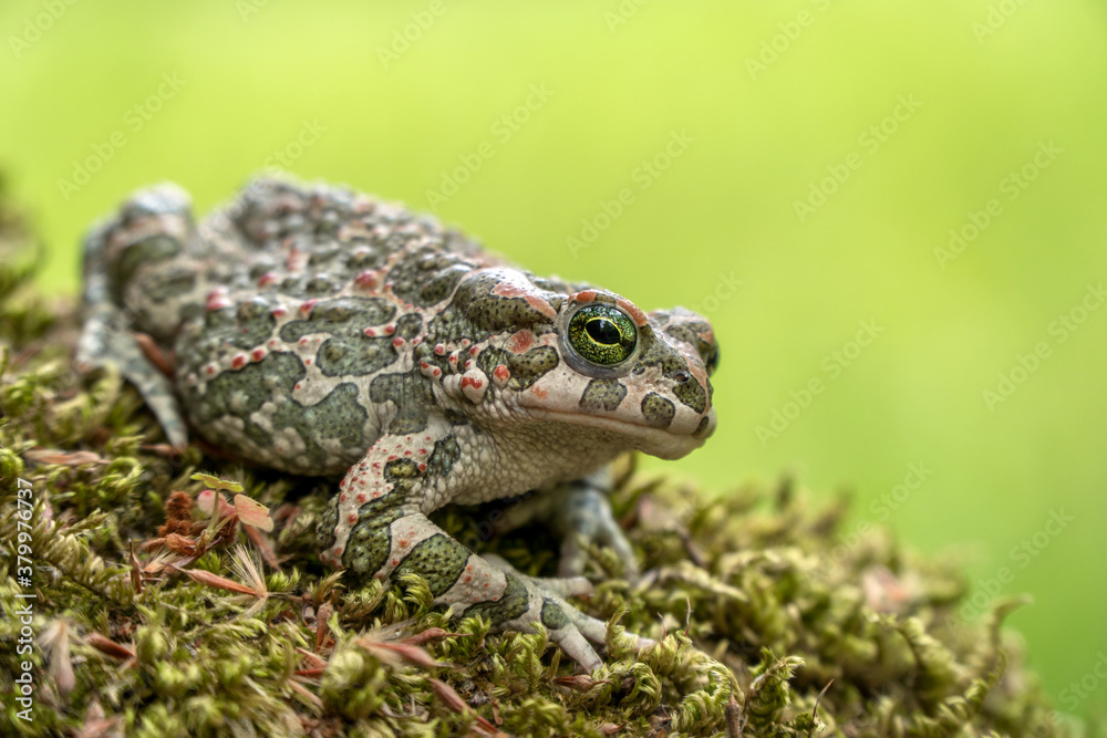 Side view of European green toad (Bufo viridis) sitting on green moss isolated on light green and yellow background Side view of European green toad (Bufo viridis) sitting on green moss isolated on light green and yellow background