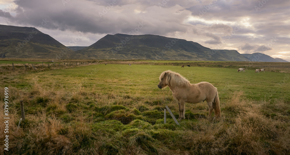 Fototapeta premium Icelandic horse in the field at sunrise