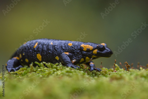 Close up side view of Fire salamander (Salamandra salamandra) sitting on green moss isolated on dark green background. Macro shot