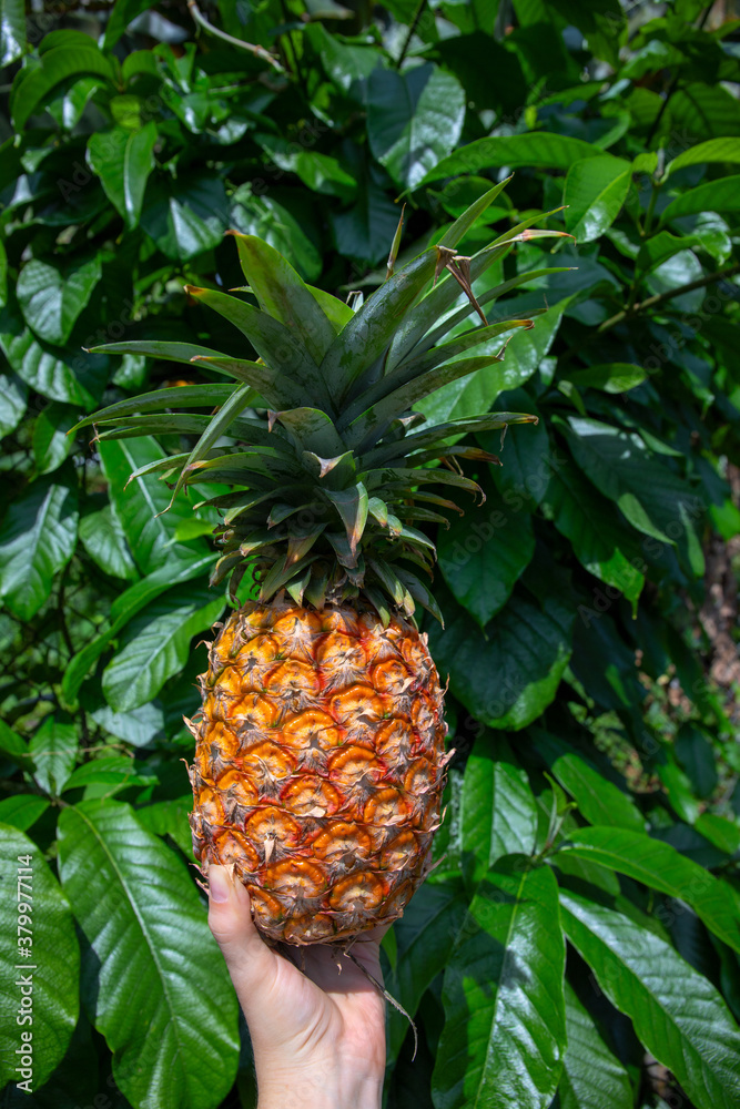 Fresh ripe pineapple in woman hand on green leaf background. Tropical garden harvest. Growing pineapple outside. Fruit garden vertical image for social media stories cover. Sweet juicy exotic fruit Fresh ripe pineapple in woman hand on green leaf background. Tropical garden harvest. Growing pineapple outside. Fruit garden vertical image for social media stories cover. Sweet juicy exotic fruit