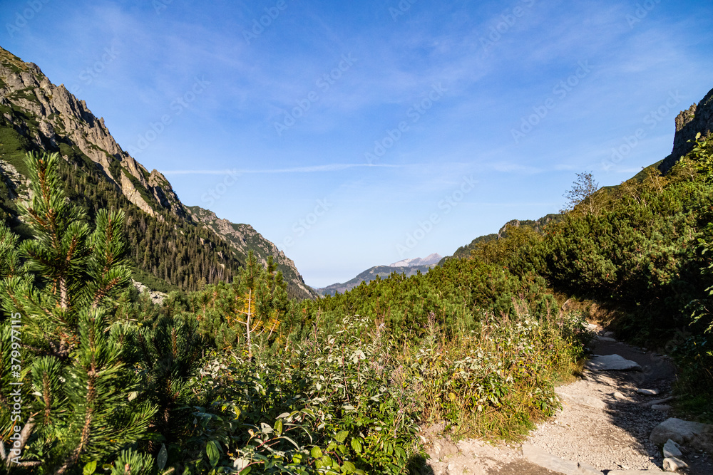 landscape in the mountains. Trees, clouds and blue sky