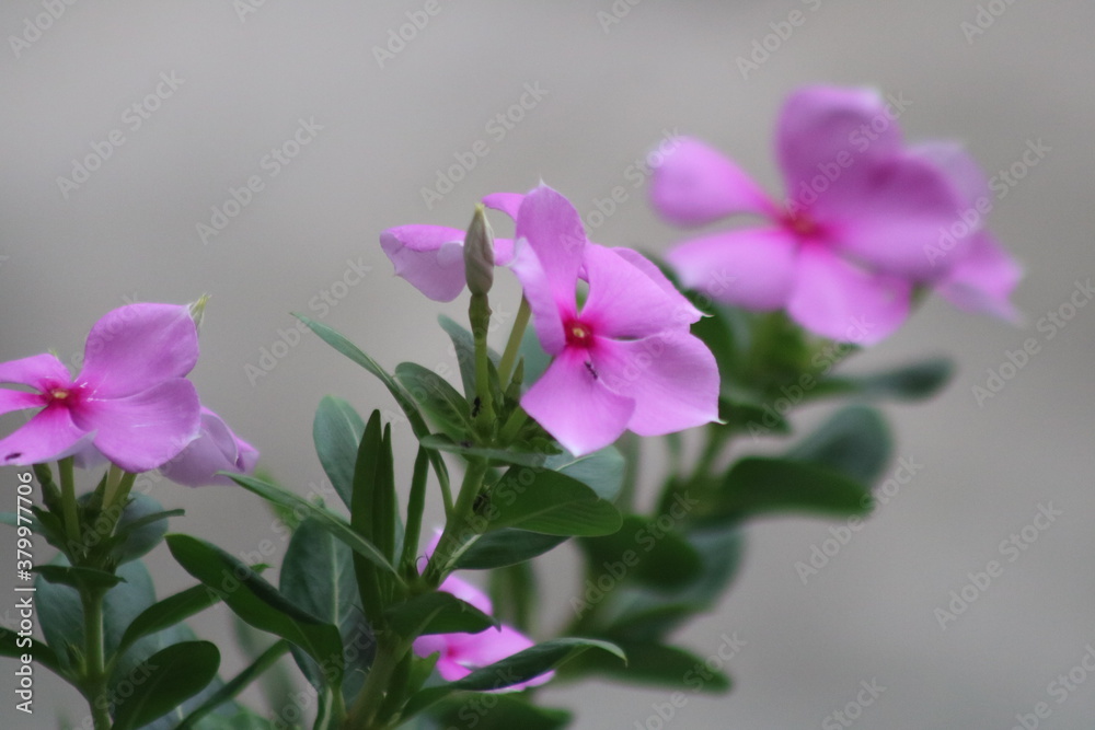 Pink Flower is that exceptional with garden 