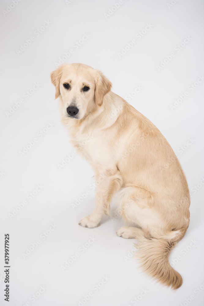 The dog golden retriever is looking in camera over white. Golden retriever lying isolated on white background in studio