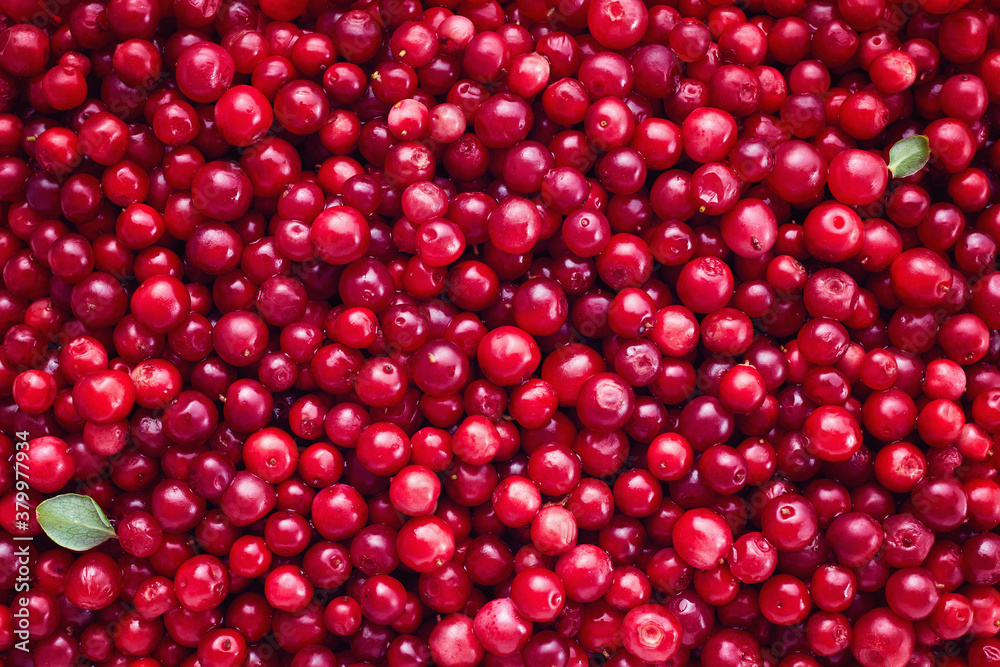 Fresh Organic Cranberries Background. Fresh Organic Cranberries Background.