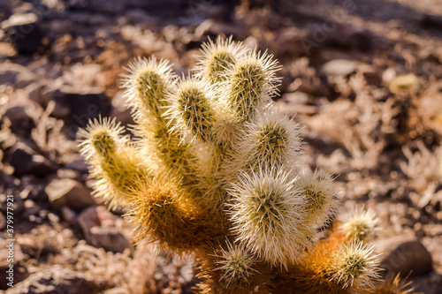 Cactus in desert