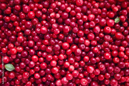 Fresh Organic Cranberries Background.