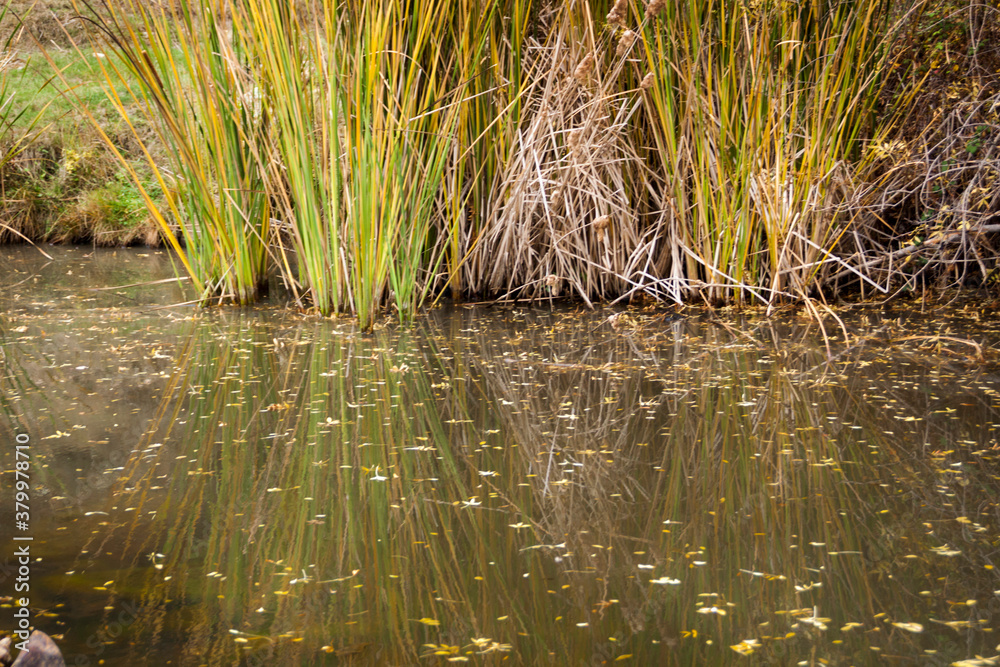 Fototapeta premium Reflections in the river, fallen leaves in autumn. Scene from Avila, Castilla y Leon, Spain