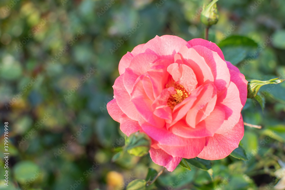 Lachsfarbene Strauch Rose Lachsfarbene Strauch Rose