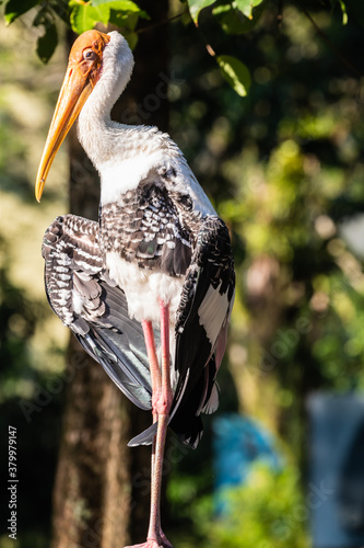 Photography Zoo Kuala Lumpur, Malaysia, Animals, Birds, Reptiles