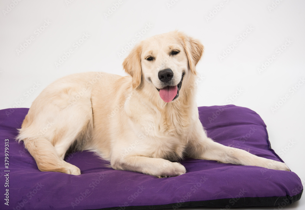 Golden Retriever lying and smiling at camera isolated on white background