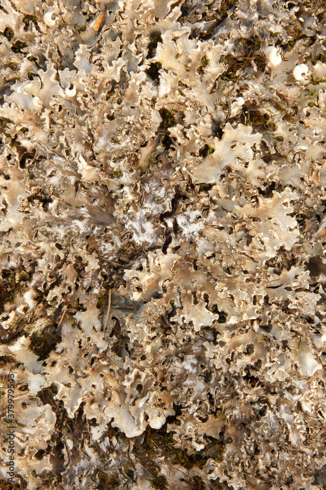 Foliose lichen, for backgrounds or textures Foliose lichen, for backgrounds or textures
