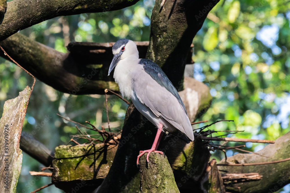 Fototapeta Zoo Kuala Lumpur, Malaysia, Animals, Birds, Reptiles