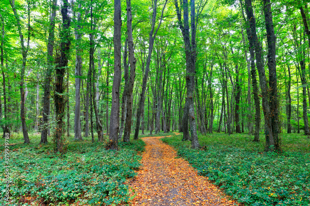 Obraz premium Dense forest in the middle of autumn