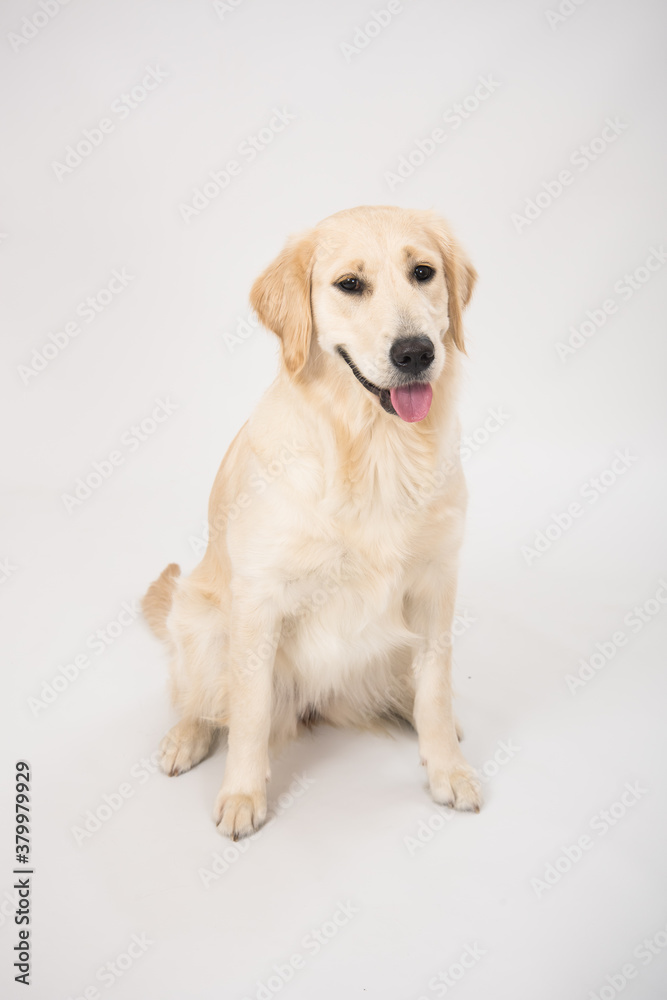 The dog golden retriever is looking in camera over white. Golden retriever lying isolated on white background in studio The dog golden retriever is looking in camera over white. Golden retriever lying isolated on white background in studio