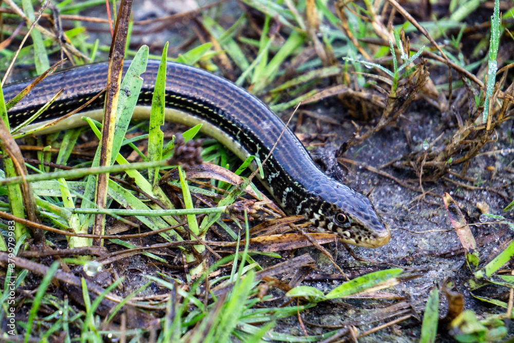 Closeup of Eastern Glass Lizard (Ophisaurus ventralis) in grass at Halpatiokee Regional Park, Stuart, Florida, USA Closeup of Eastern Glass Lizard (Ophisaurus ventralis) in grass at Halpatiokee Regional Park, Stuart, Florida, USA