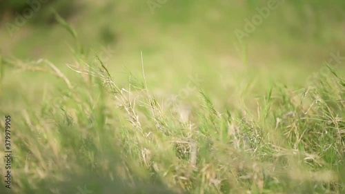 grass in the wind