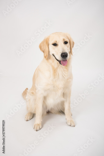 The dog golden retriever is looking in camera over white. Golden retriever lying isolated on white background in studio