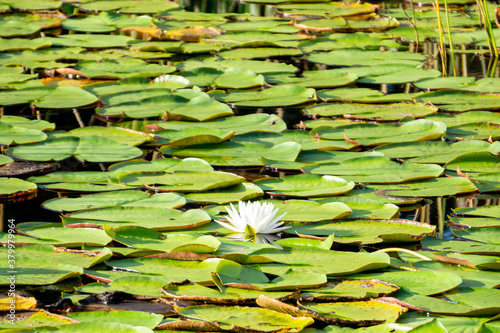 A lone American White Waterlily (Nymphaea odorata) flower amongst green lily pads (with copy space), Halpatiokee Regional Park, Stuart, Florida, USA