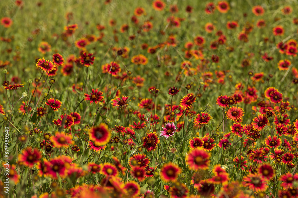 Field of Indian Blanket wildflowers